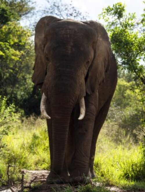 3 Days Akagera National Park Safari Rwanda