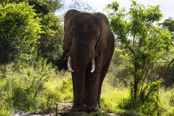 3 Days Akagera National Park Safari Rwanda