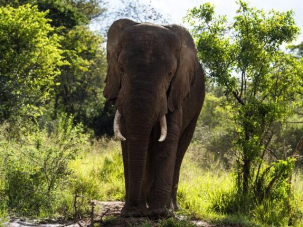 3 Days Akagera National Park Safari Rwanda