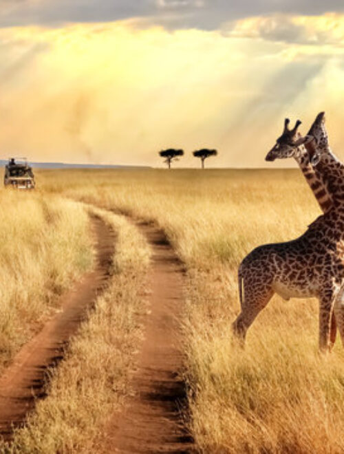 4 Days / 3 Nights Maasai Mara & Lake Naivasha Safari
