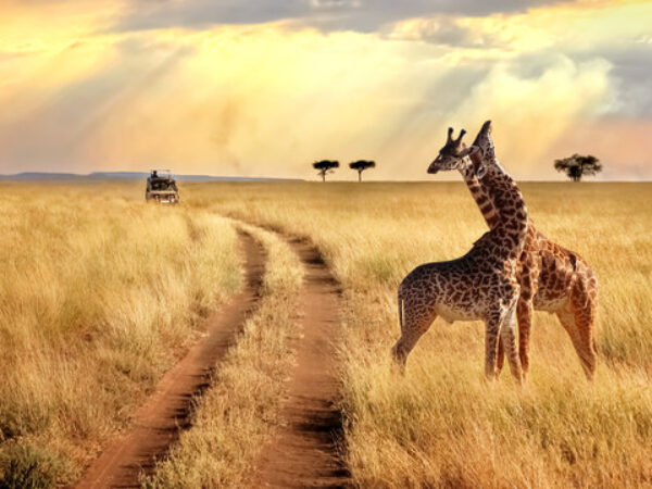 4 Days / 3 Nights Maasai Mara & Lake Naivasha Safari