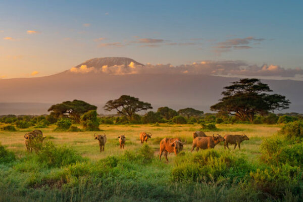 Overnight Safari to Amboseli National Park (2 Days / 1 Night)