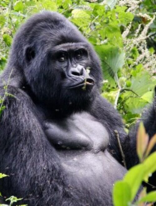 4 Days Kibale Chimpanzee Tracking & Bwindi Gorilla Trek Uganda Safari