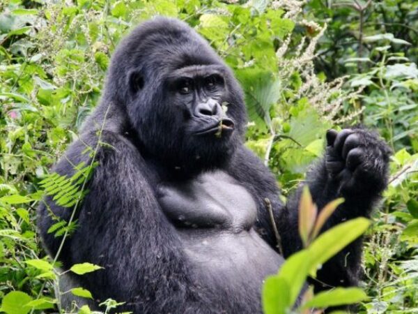 4 Days Kibale Chimpanzee Tracking & Bwindi Gorilla Trek Uganda Safari