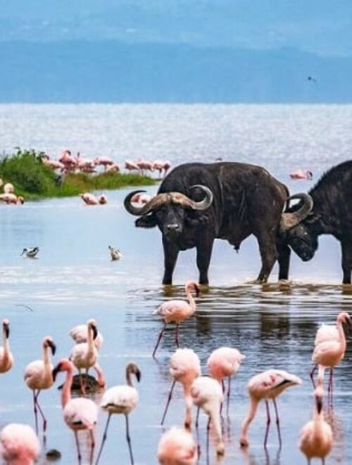 4 days Maasai Mara and Lake Nakuru Safari