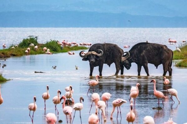 4 days Maasai Mara and Lake Nakuru Safari
