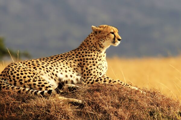 4 Days Maasai Mara Safari