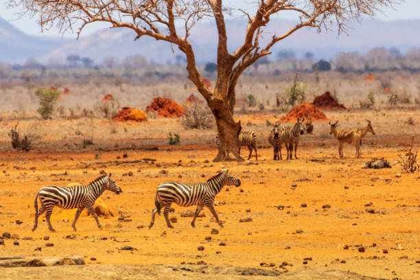 Zebras walking before a tree with animals resting in the shadow
