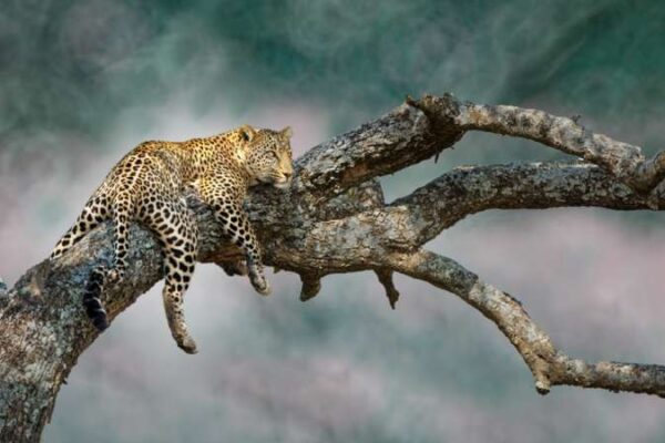 4 Days Introducing Tanzania Safari