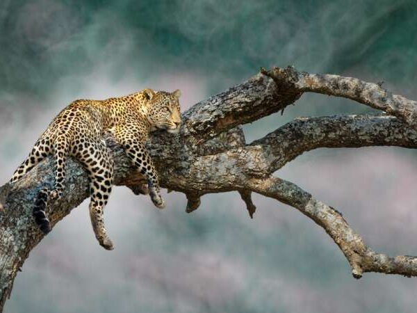 4 Days Introducing Tanzania Safari