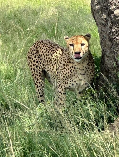 7 Days Kenya Safari Tour: Maasai Mara, Lake Nakuru & Amboseli