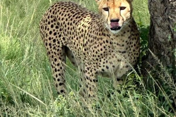 7 Days Kenya Safari Tour: Maasai Mara, Lake Nakuru & Amboseli