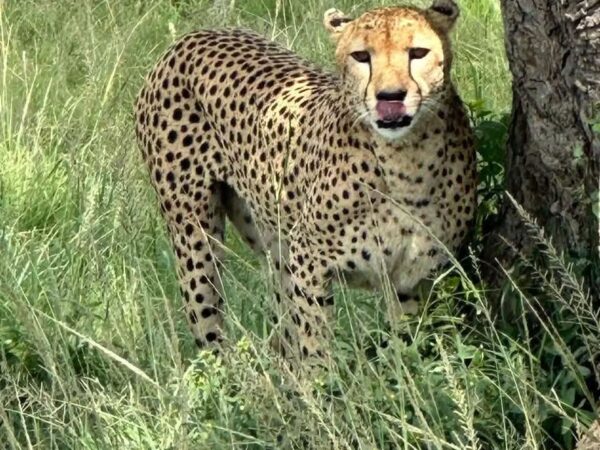 7 Days Kenya Safari Tour: Maasai Mara, Lake Nakuru & Amboseli