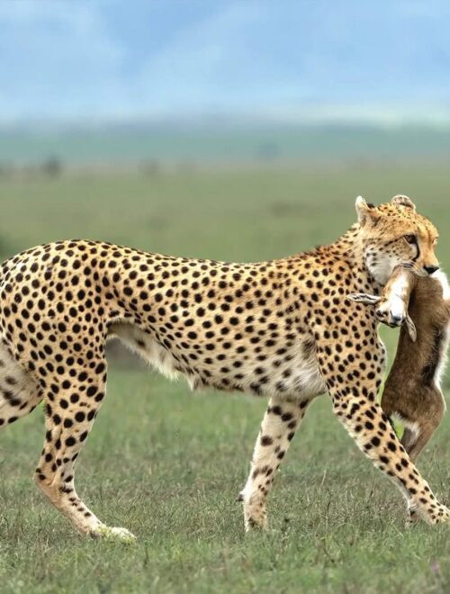 5 Days Kenya Safari Tour – Maasai Mara, Lake Naivasha & Lake Nakuru