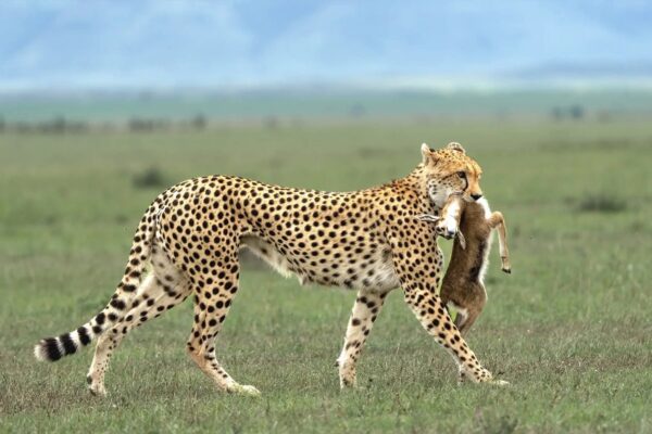 5 Days Kenya Safari Tour – Maasai Mara, Lake Naivasha & Lake Nakuru