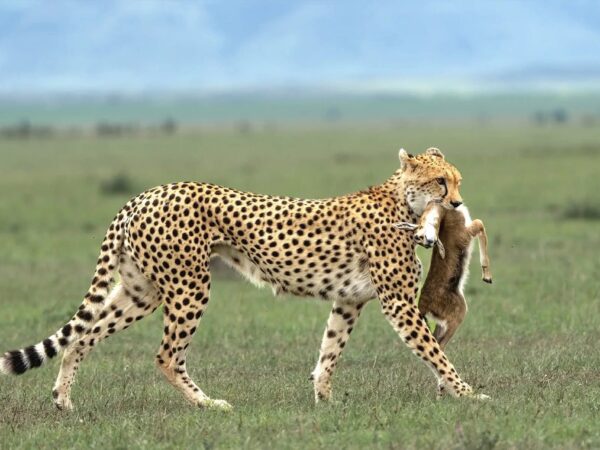 5 Days Kenya Safari Tour – Maasai Mara, Lake Naivasha & Lake Nakuru